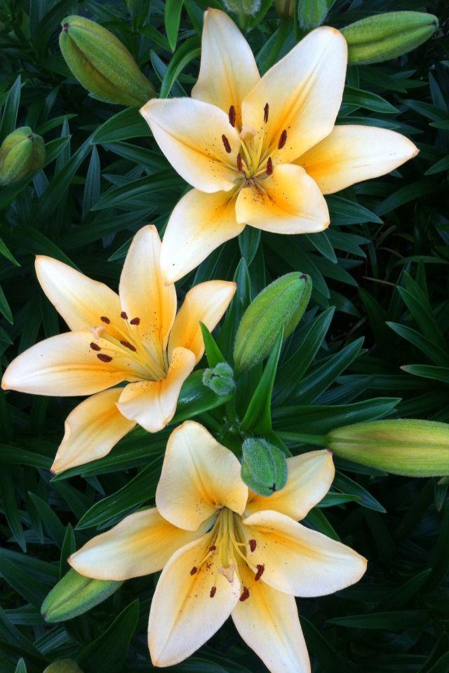 Sunset Serenade Bouquet Symphony