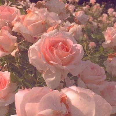 Celestial Dance of Petal Rainbows